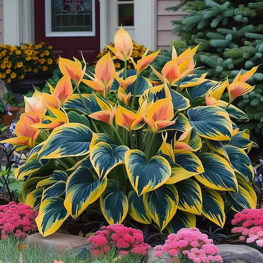 🔥 Premium Hosta Flower Seeds (Buy 1 Get 1 Free + Free Plant Booster )
