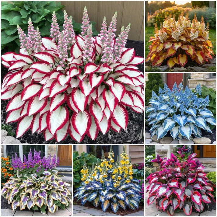 🔥 Premium Hosta Flower Seeds (Buy 1 Get 1 Free + Free Plant Booster )