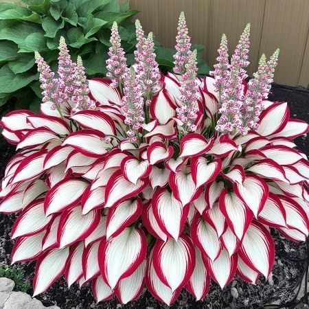 🔥 Premium Hosta Flower Seeds (Buy 1 Get 1 Free + Free Plant Booster )